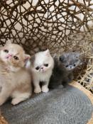 Superbes chatons exotics shorthairs