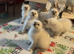 Chatons sacr de birmanie loof  blue point