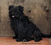 Chiots mles affenpinscher