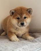 Chiots shiba inu  lof-prestigieuses origines - hautes lignes japo