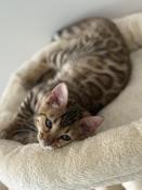 Chatons bengal loof