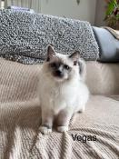 Chatons ragdoll loof