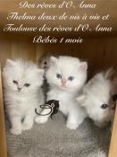 Superbe chatons bristish longhair