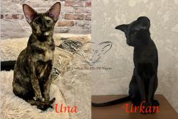 Chatons oriental shorthair a reservs