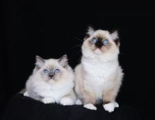 Chatons ragdoll loof