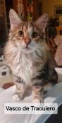 Chatons kurilian bobtail pl  rserver