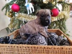 Superbe bbs cairn terrier au lof excellent pedigree test adn