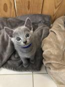 Chatons bleu russes loof