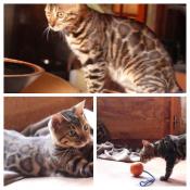 Chaton bengal sublime dont une femelle de6 mois (prix baiss ) 950 