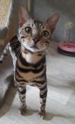 Chaton bengal loof