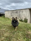 Chiots apparence spitz allemand