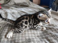 Chatons bengal