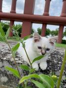 Superbes chatons sacrs de birmanie loof