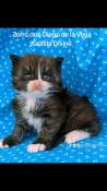 Chaton mle maine coon