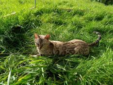 Magnifique femelle bengal loof