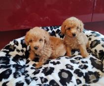 Chiots caniches toy / trs petit nain abricot