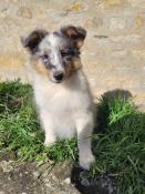 Chiots berger des shetlands lof