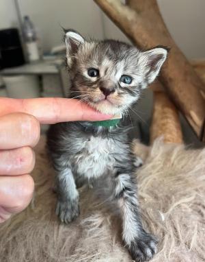 Chaton mle maine coon