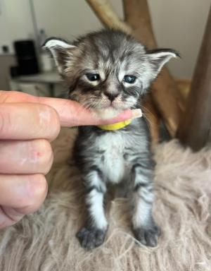 Chaton mle maine coon