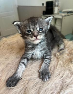 Chaton femelle maine coon