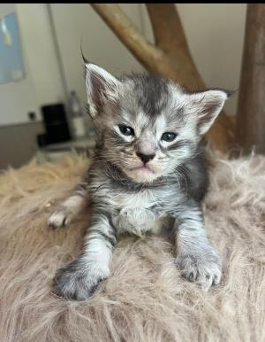 Chaton femelle maine coon