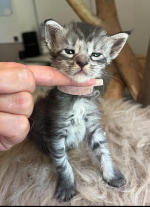 Chaton femelle maine coon