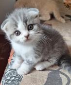 Scottish fold loof