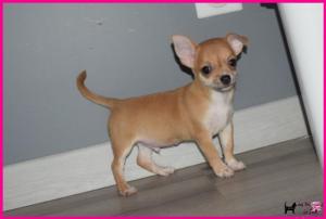 Chiot mle chihuahua  poil court