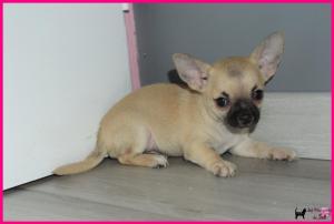 Chiot mle chihuahua  poil court