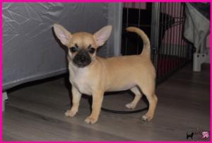 Chiot femelle chihuahua  poil court