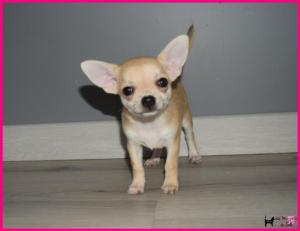 Chiot femelle chihuahua  poil court