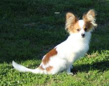 Chiots lof pagneul papillon