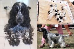 Cocker spaniel anglais bleu inscrit lof - parents confirms tests adn