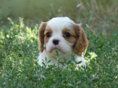 Chiots cavalier king charles lof