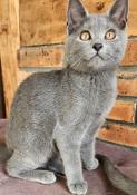 Chatons chartreux