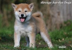 A rserver magnifiques chiots shiba inu lof