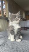 Chatons maine coon loof  rserver