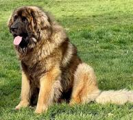 Magnifiques chiots leonberg lof