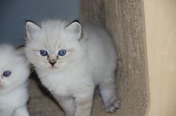 Chatons ragdoll perle