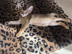 Adorables chatons abyssins