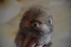 Chiot mle spitz nain