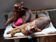 Chatons abyssins loof disponibles