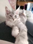 Chaton maine coon polydactyle