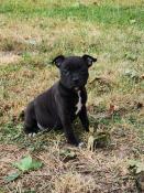 A rserver  5 chiots  staffie