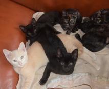 Disponibles adorables chatons burmses angais / bombay