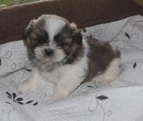 Disponibles adorables chiot  shih tzu