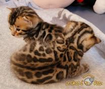 Chaton bengal loof