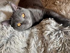 Mle chartreux loof pour saillie