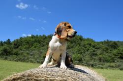 Chiot beagle tricolore disponible lof