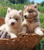 Superbes chiots husky de siberie lof